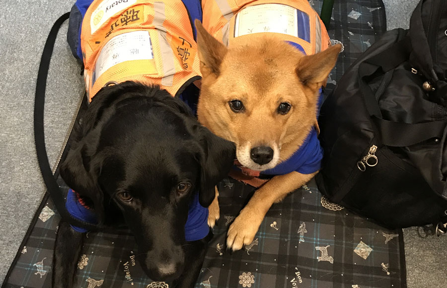聴導犬イメージ